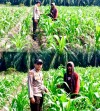 Polsek Ukui Bersama Kelompok Tani Tingkatkan Pemeliharaan agar  Hasil Panen Jagung Maksimal