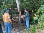 Beruang Madu Muncul di Permukiman Warga, BBKSDA Riau Pasang Kandang Jebak