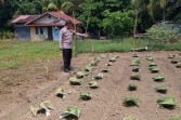 Polresta Pekanbaru Hadir Mendampingi Petani Wujudkan Pertanian yang Produktif