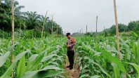 Dukung Ketahanan Pangan Nasional, Inilah yang Dilakukan Bhabin Polsek Rengat Barat