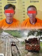 Polsek Langgam Tangkap Dua Pelaku Ilegal Logging, Ratusan Kayu Diamankan