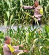 Bhabinkamtibmas Polsek Pangkalan Kerinci Laksanakan Pengecekan Pertumbuhan Jagung Kelompok Tani Asta Cita