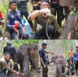 BBKSDA Riau berhasil Selamatkan Anak Gajah yang Terjerat Tali Nilon