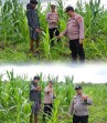 Polsek Kuala Kampar Lakukan Pengecekan Lahan Jagung Poktan SJ Seluas 15 Hektar
