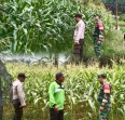 Sinergitas Babinkamtibmas dan Babinsa Kawal Ketahanan Pangan di Desa Air Emas