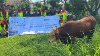 Bandara SSK II Pekanbaru Salurkan Dua Ekor Sapi kepada Masyarakat Sekitar