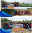 BUMDes Terutip Gemilang Sukses Panen Jagung, Program Ketahanan Pangan di Kecamatan Kateman