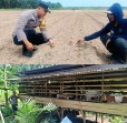 Polsek Rengat Barat Tinjau Lahan Pertanian dan Peternakan Produktif