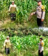 Monitoring Tanaman Jagung di Bukit Gajah, Polsek Ukui Dukung Program Ketahanan Pangan