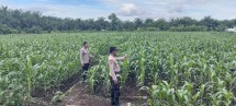 Polsek Tandun Dorong Pertanian Modern Berbasis Benih Unggul