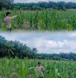 Bhabinkamtibmas Polsek Kerumutan Monitoring Perkembangan Tanaman Jagung di Desa Banjar Panjang