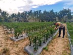 Polsek Rengat Barat Gelar Peninjauan Perkarangan Pangan Bergizi secara Berkelanjutan