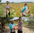 Konsisten Dukung Asta Cita Presiden, Polsek Rengat Barat Laksanakan Monitoring Ketahanan Pangan