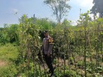 Dukung Ketahanan Pangan Nasional, Polsek Rengat Barat Lakukan Monitoring Lahan Monokultur dan Tanaman Hortikultura Secara Berkala
