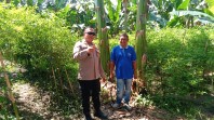 Bhabinkamtibmas Polsek Rengat Barat Serentak Laksanakan Pengecekan Ketahanan Pangan
