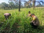 Dukung Program Ketahanan Pangan Nasional, Polsek Bagan Sinembah Intensif Pantau Pertumbuhan Jagung