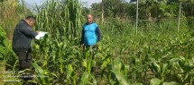 Polsek Bukitraya Lakukan Pengecekan Lahan Jagung Pipil di Kecamatan Marpoyan